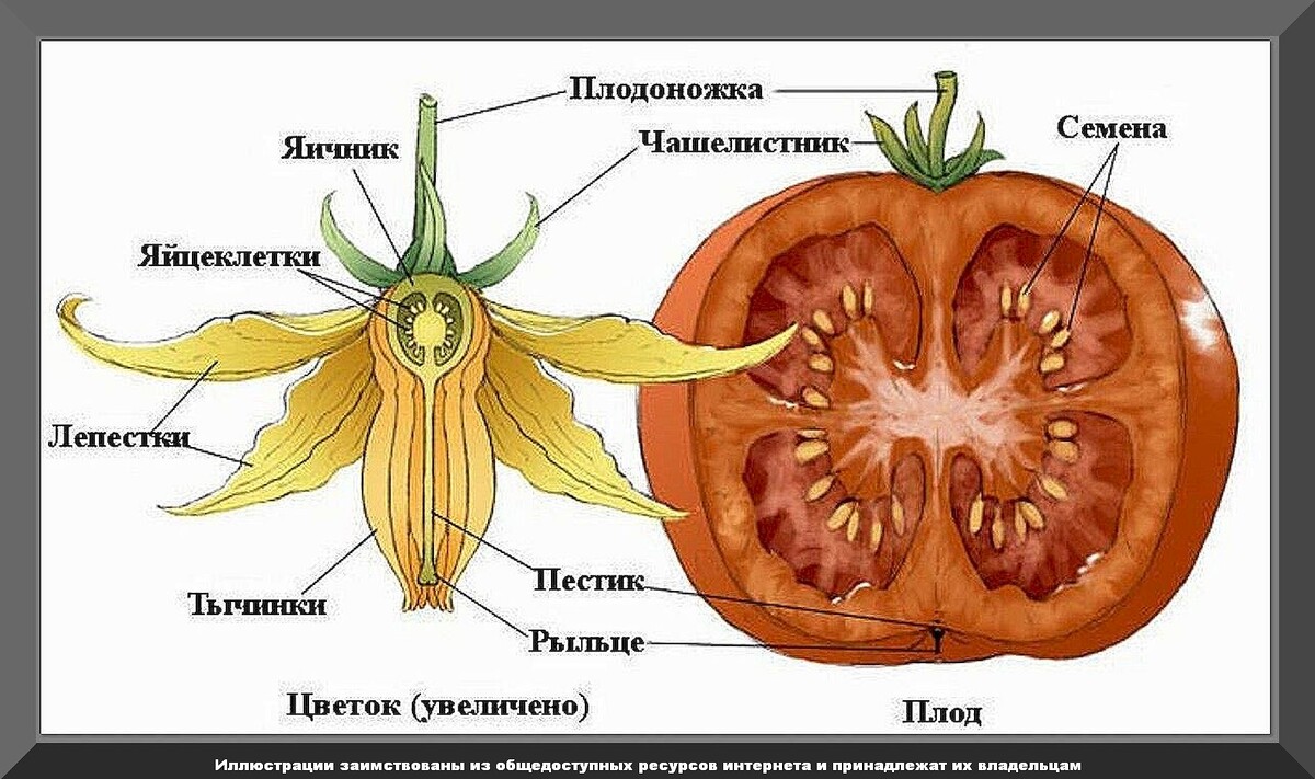 Как повысить завязываемость томатов: чем подкормить томаты и какими  препаратами обработать растения чтобы каждый цветок завязал плод | Дачные  истории | Дзен