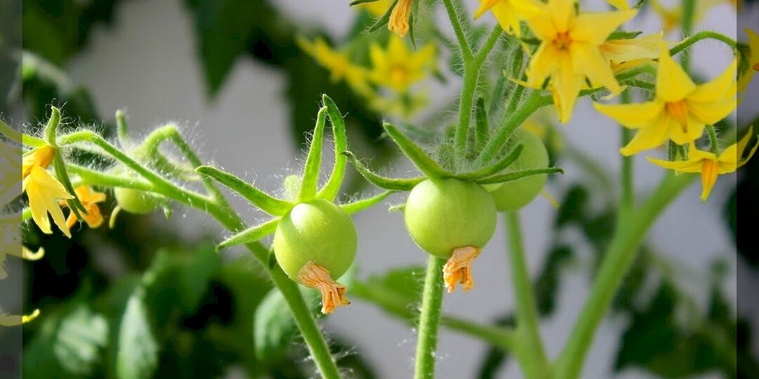 Как повысить завязываемость томатов: чем подкормить томаты и какими препаратами обработать растения чтобы каждый цветок завязал плод
