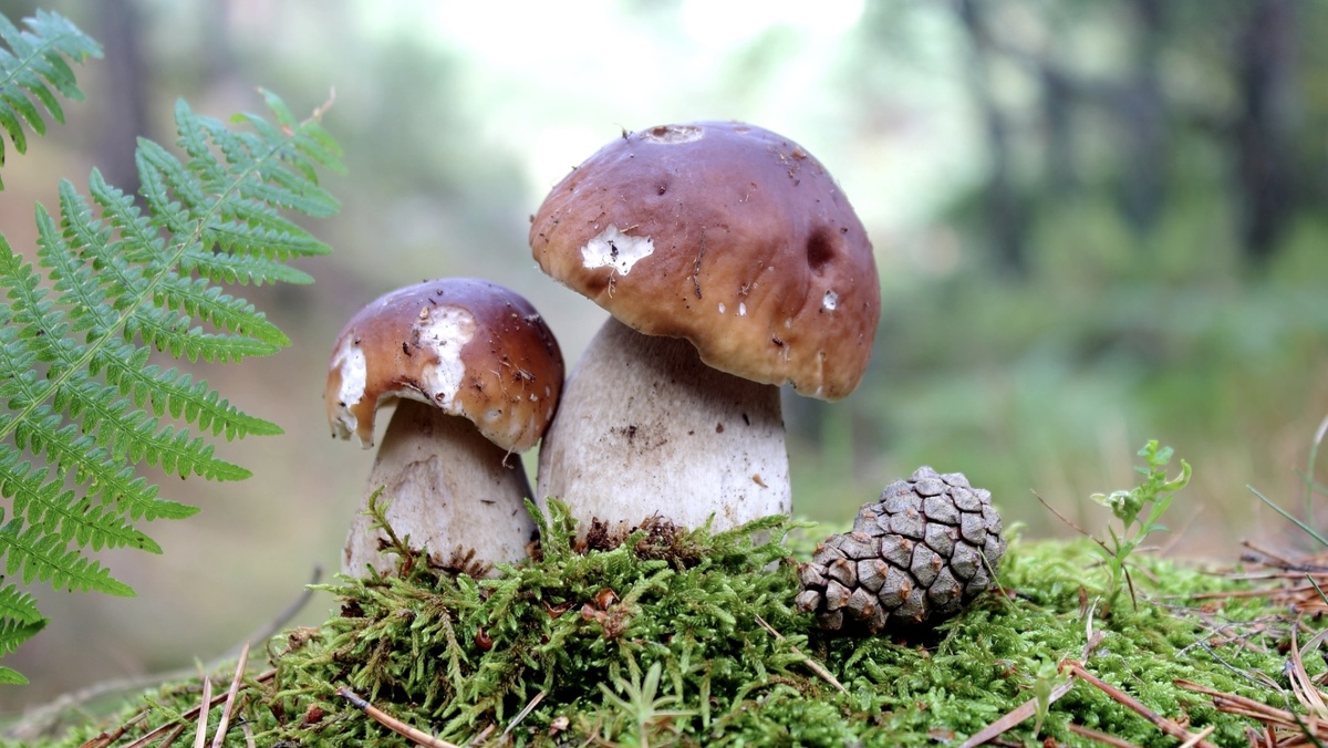 Начало активного грибного сезона 2024