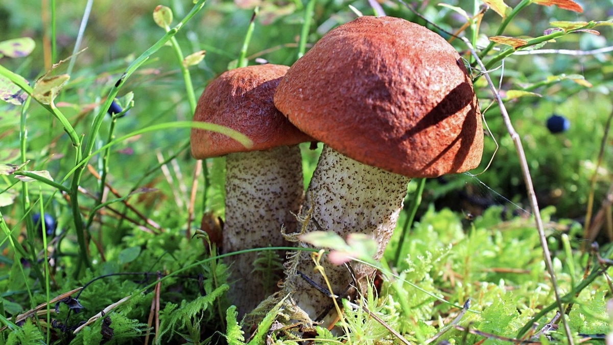 ✅ Подосиновик красный (Leccinum aurantiacum)