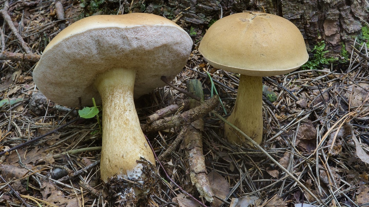❌ Жёлчный гриб (Tylopilus felleus)