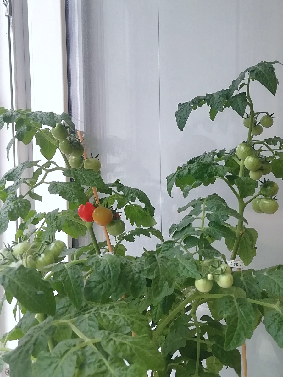 Кусту 7 месяцев, созревает третий урожай 