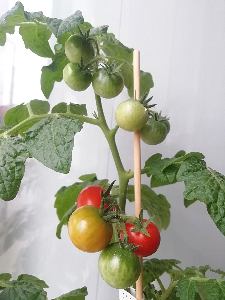 Не гиганты, но тоже помидорки