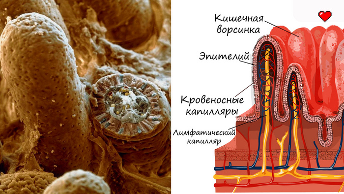 Количество кишечных ворсинок в стенке тонкого кишечника тест