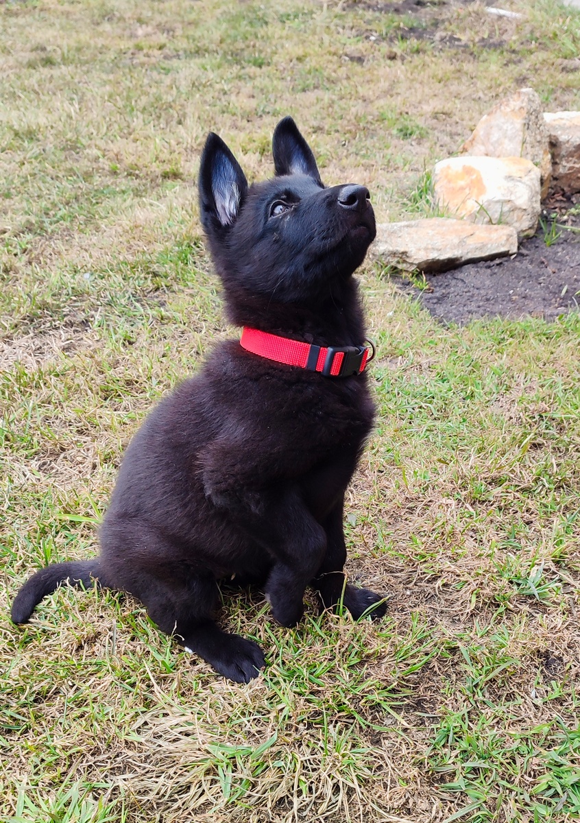 Багира 2 месяца