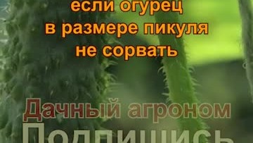 Собирай огурцы РЕГУЛЯРНО Иначе ВОТ что будет #дачныйагроном #пикули #корнишоны