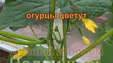 Пустоцвет на огурцах_ СДЕЛАЙ ЭТО #дачныйагроном #цветовмногозавязейнет #выборогурцов