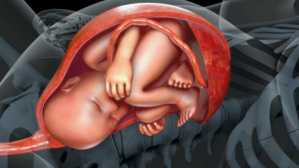 Рост матки при беременности