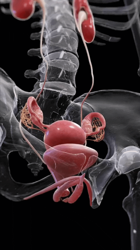 Обычный размер матки GIF