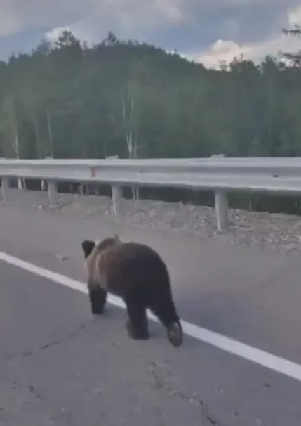Скриншот и видео t.me/mintrans_amur