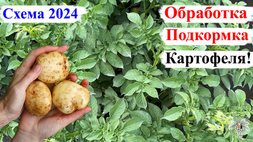 Схема ОБРАБОТКИ и ПОДКОРМКИ Картофеля! СЕЗОН 2024