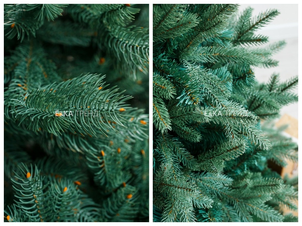 хвоя елей Бордо и Россо