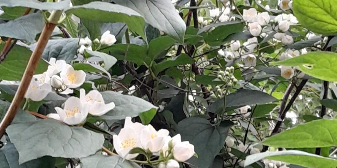 Чубушник - король среди садовых кустарниковых в наших садах. Простые правила ухода за Чубушником