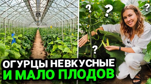 ПОЧЕМУ ОГУРЦЫ НЕ ЗАВЯЗЫВАЮТСЯ, НЕВКУСНЫЕ, БОЧКООБРАЗНЫЕ