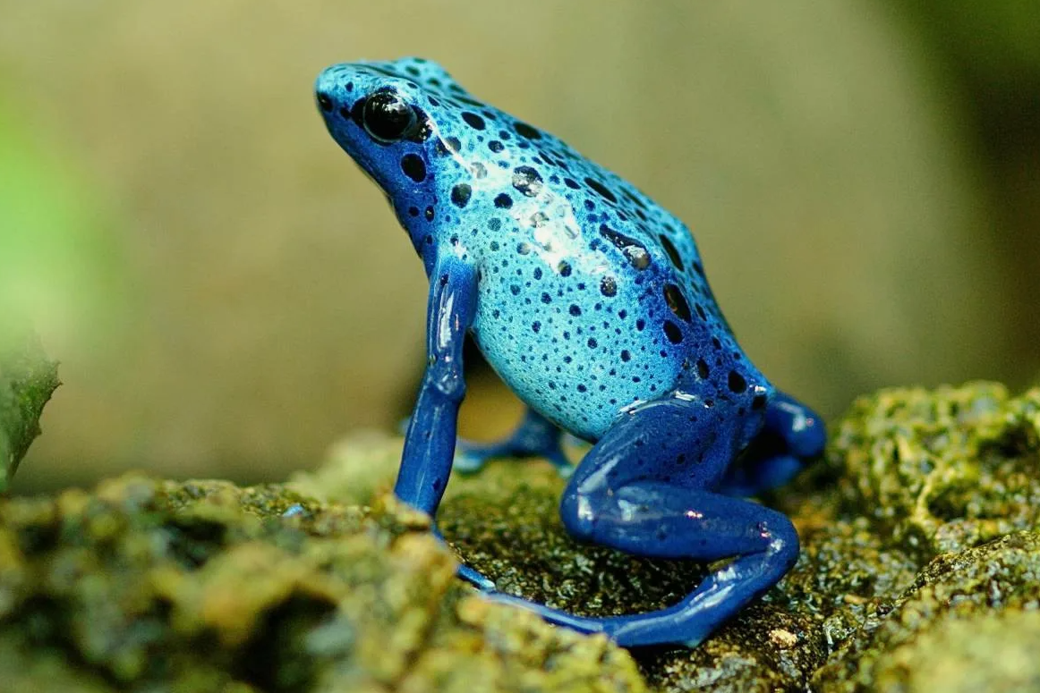 Лягушка голубой древолаз
