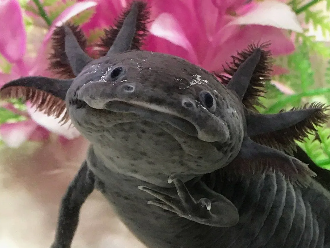 Тритон аквариумный аксолотль