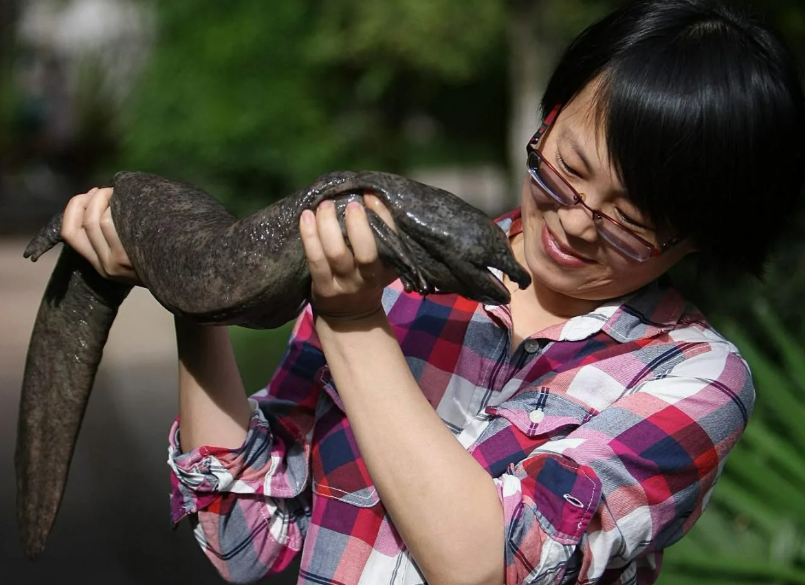Гигантская саламандра (Andrias davidianus)