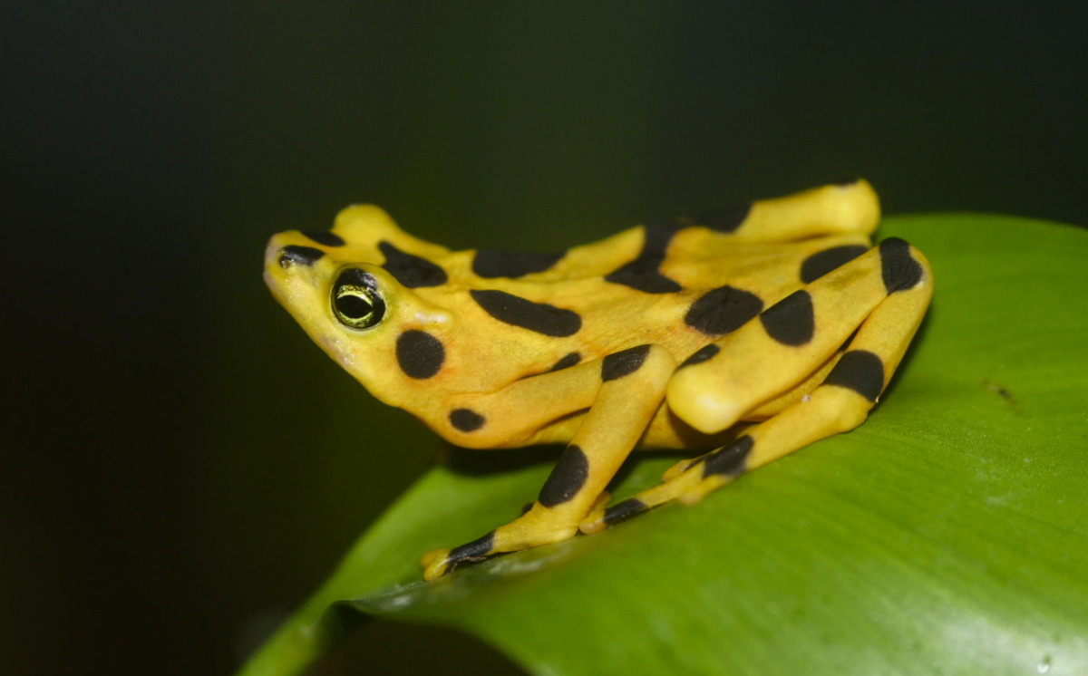 Панамская Золотая лягушка (Atelopus zeteki)