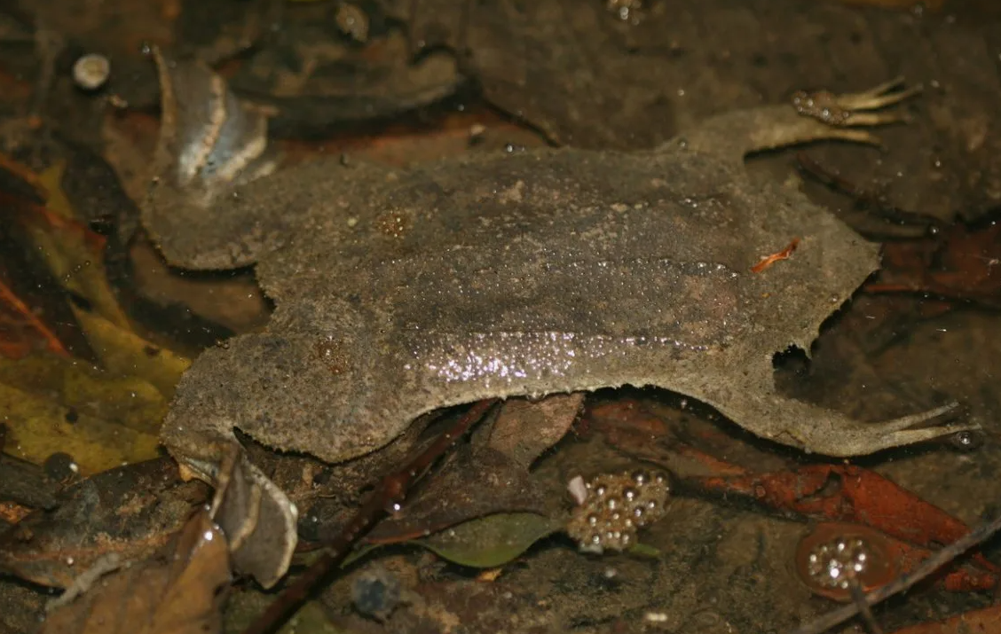 Жаба Пипа Суринамская