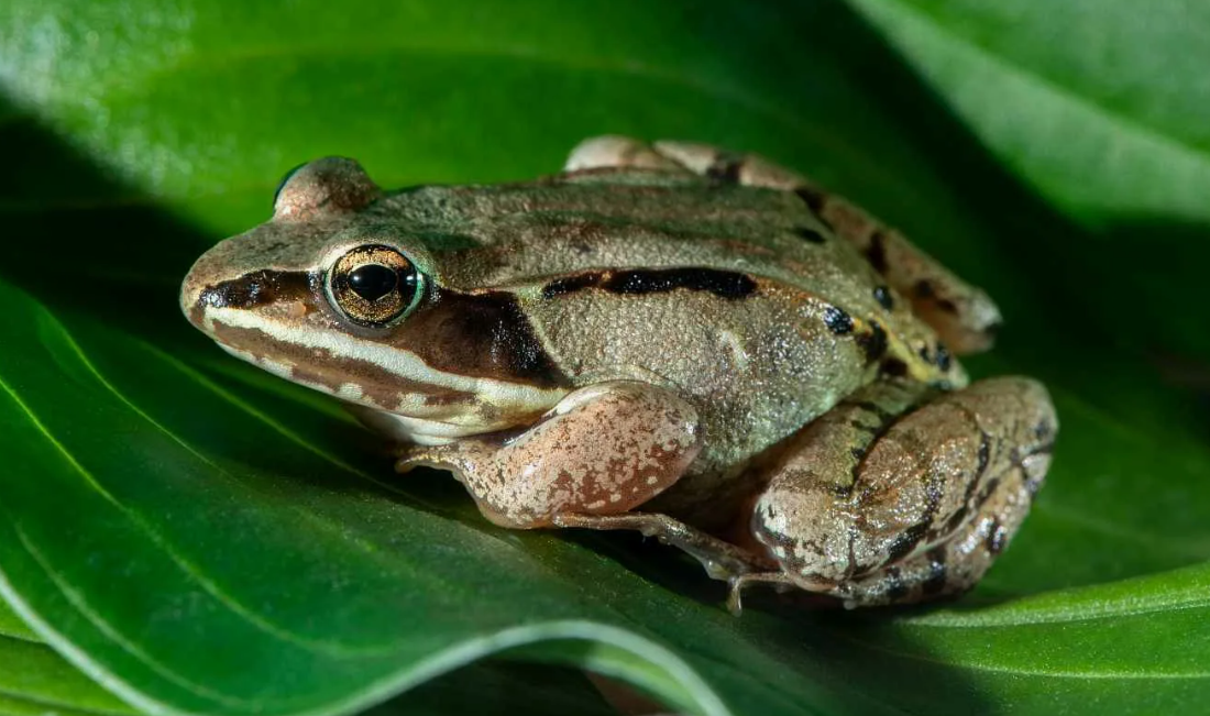 Лесная лягушка (Rana sylvatica)