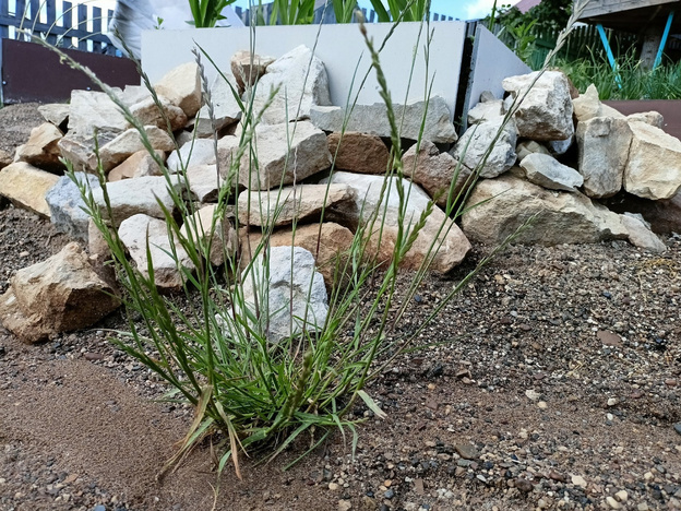    Как определить состояние почвы по траве, растущей в огороде?