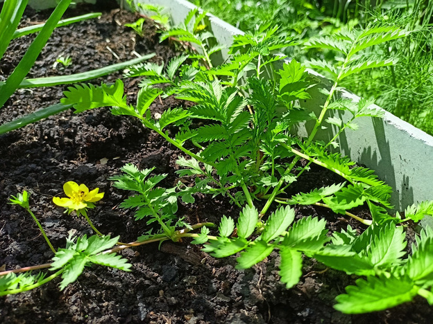    Как определить состояние почвы по траве, растущей в огороде?