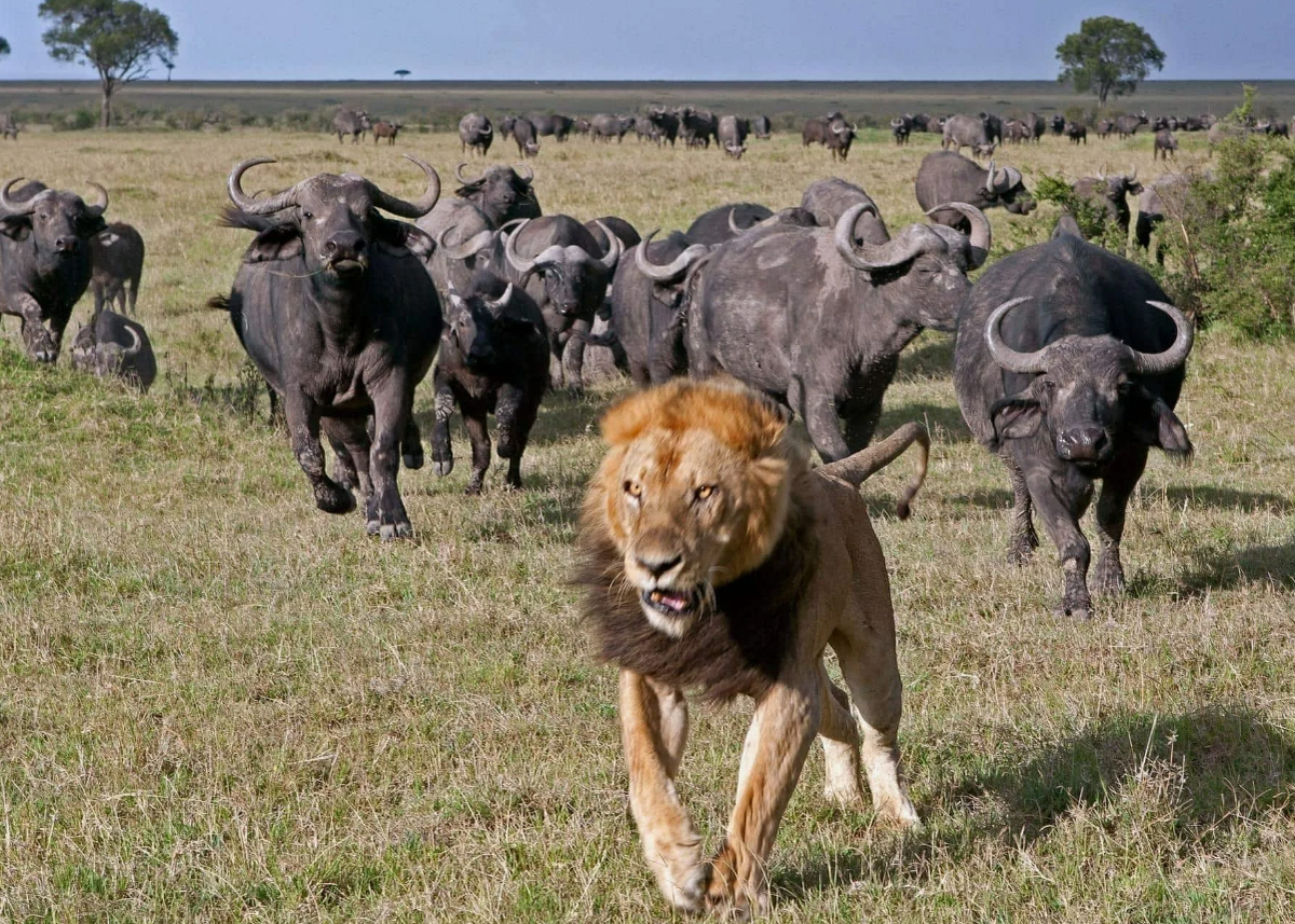 Буйволы гонятся за львом