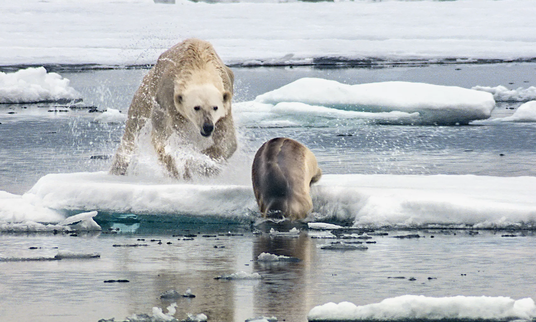 Белый медведь охотится на тюленя