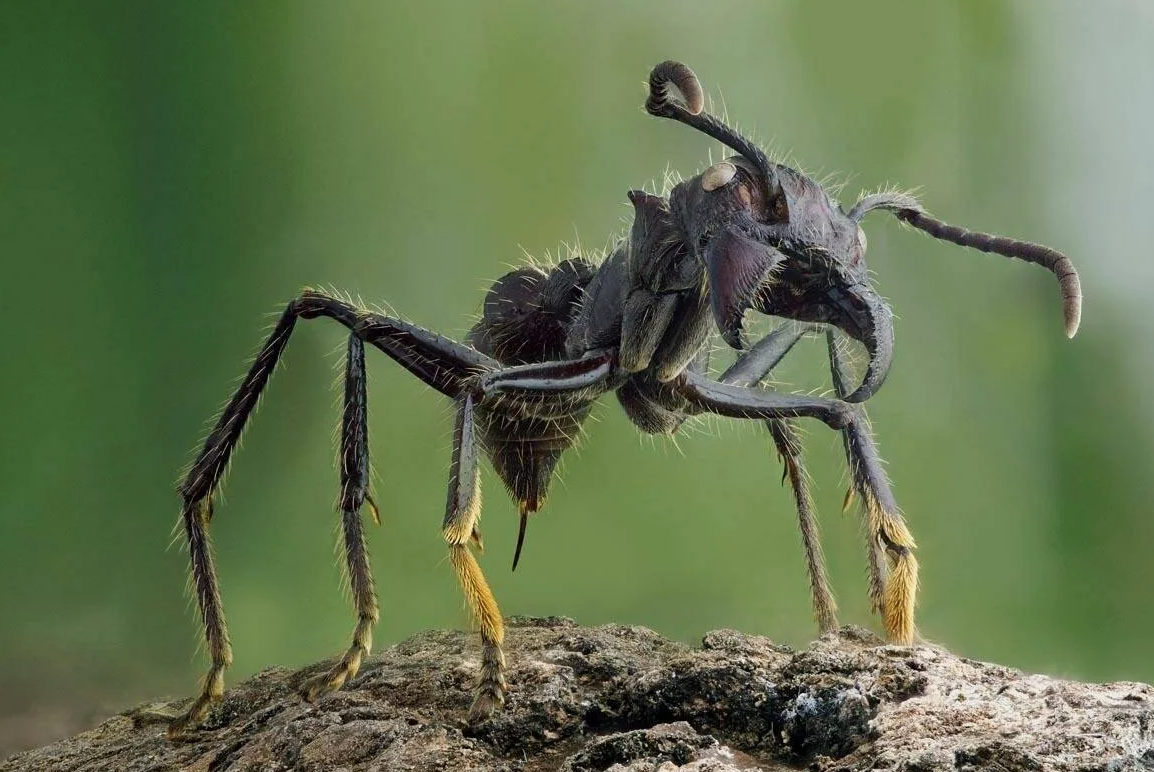 Муравей-пуля (Paraponera clavata)