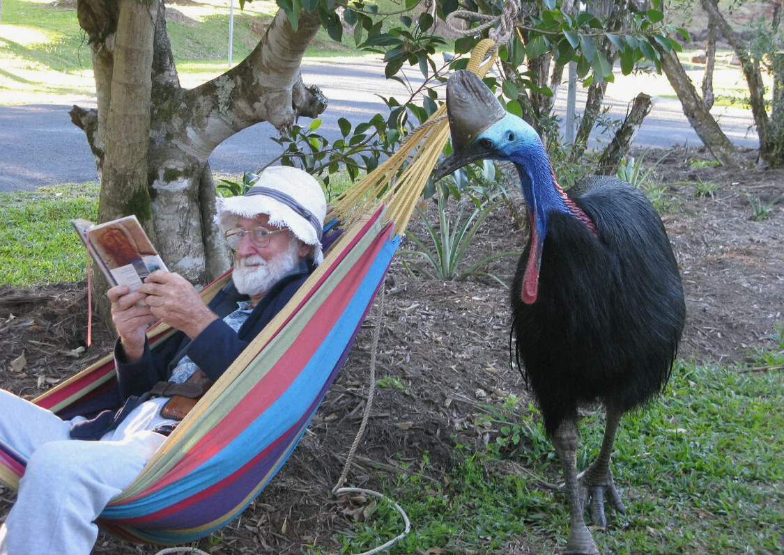 Казуар может напасть в любой момент