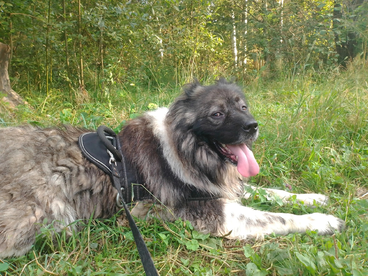 Настоящий барон. Молодой , годовалый, мощный, неподкупный пёс 