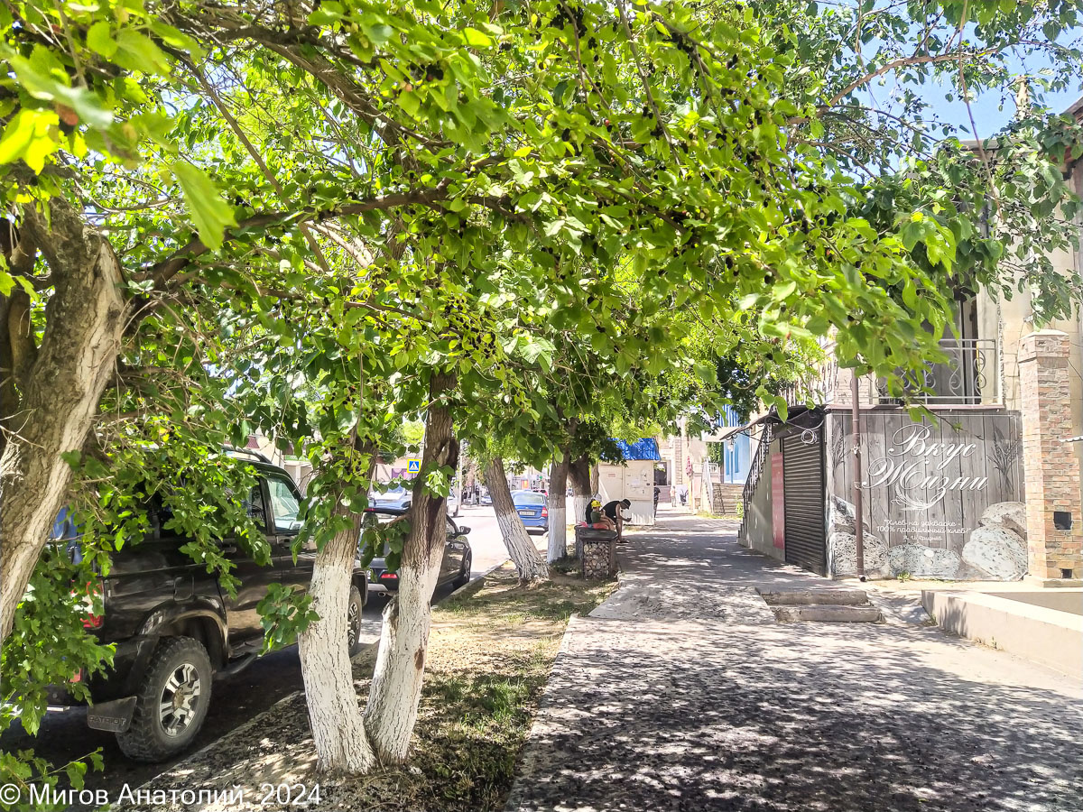 Тутовое дерево на улице Ленина в г. Старый Крым.