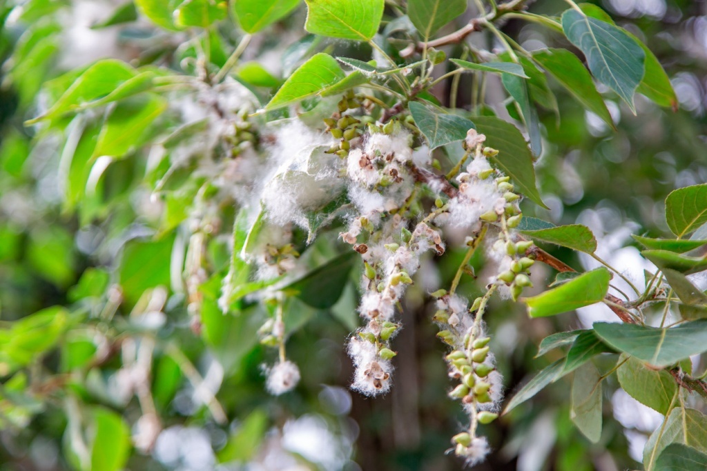 Погода в Твери 24 июня. Тепло, облачно, без осадков