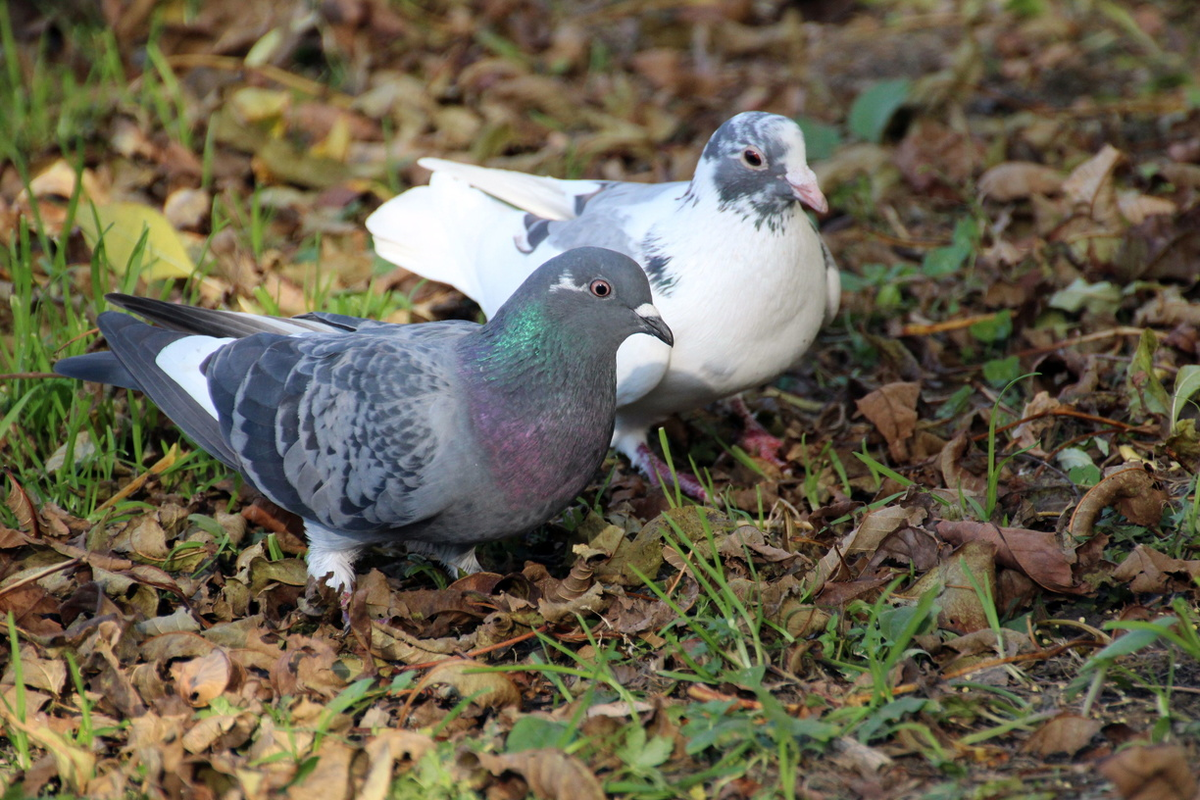 24 июня — Духов день. 1MI