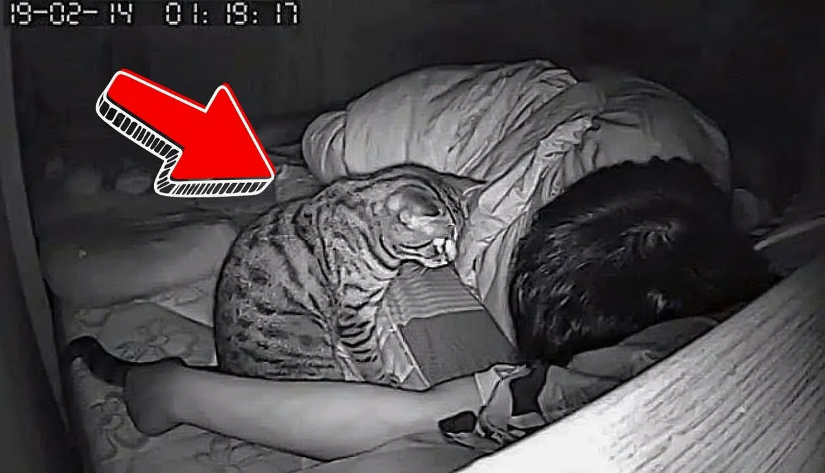 Кот ночью смотрит на хозяина. Жуть)