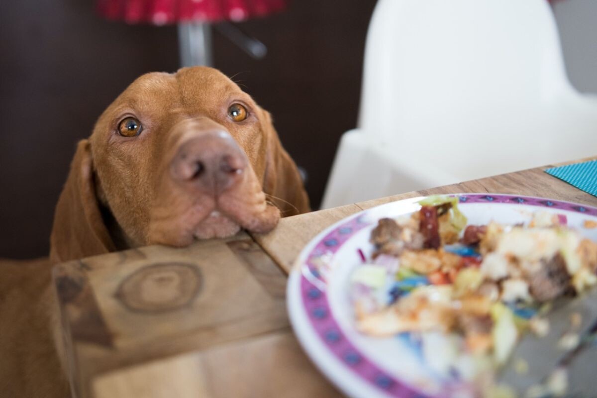 Почему нельзя давать еду со стола собаке