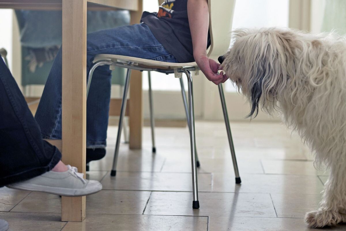 Собаку кормят едой со стола 