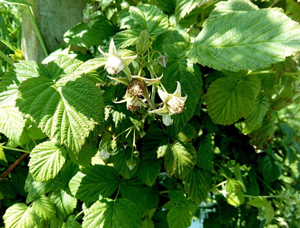  Июньская малина в зеленцах.