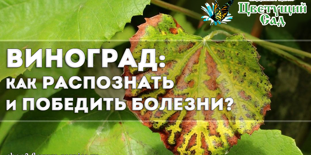 Виноград: как распознать и победить болезни