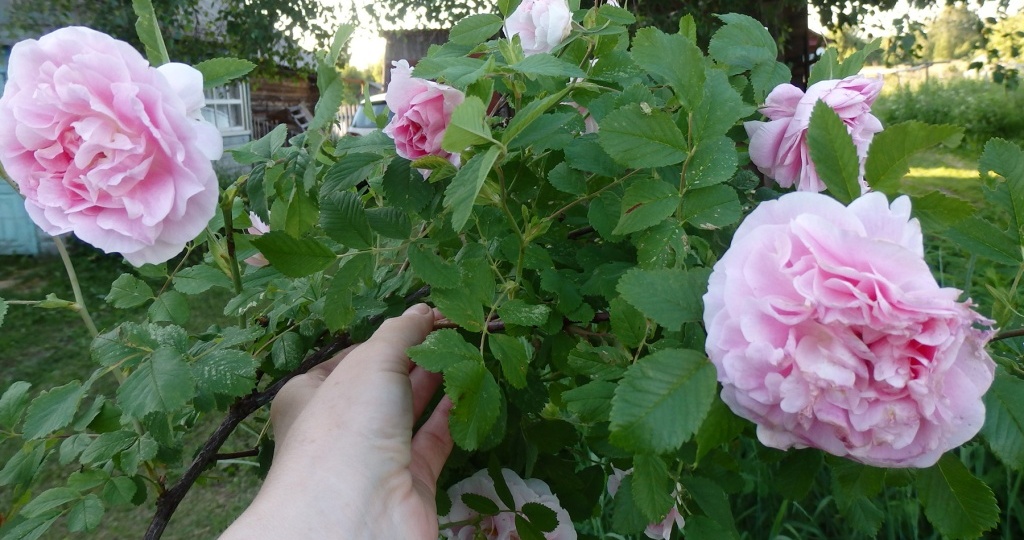 Паутинный клещ на розах: как избавиться