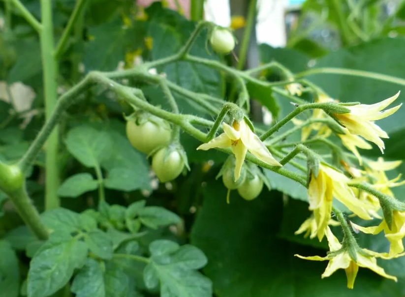 asas elhagyhato 04 Ripen green tomatoes, Survival gardening, Planting seeds