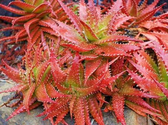 Алое растущее на солнце