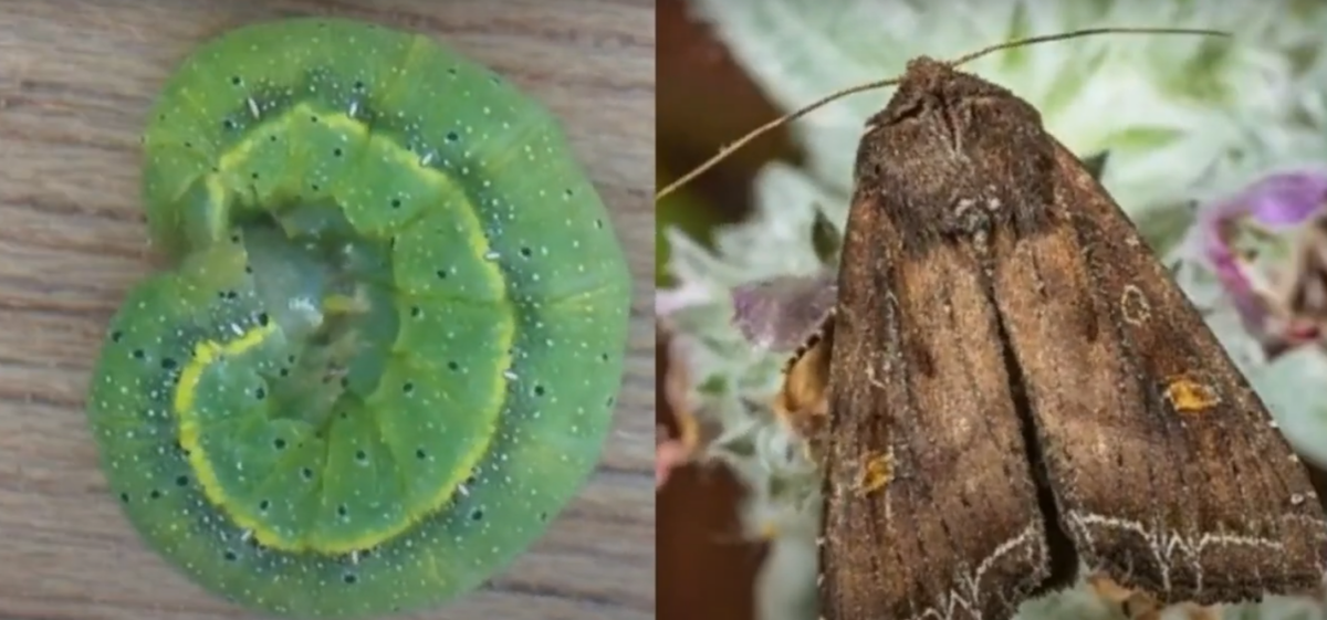 How to get rid of pests of the garden: a flower eater, a flame, an apple grower.