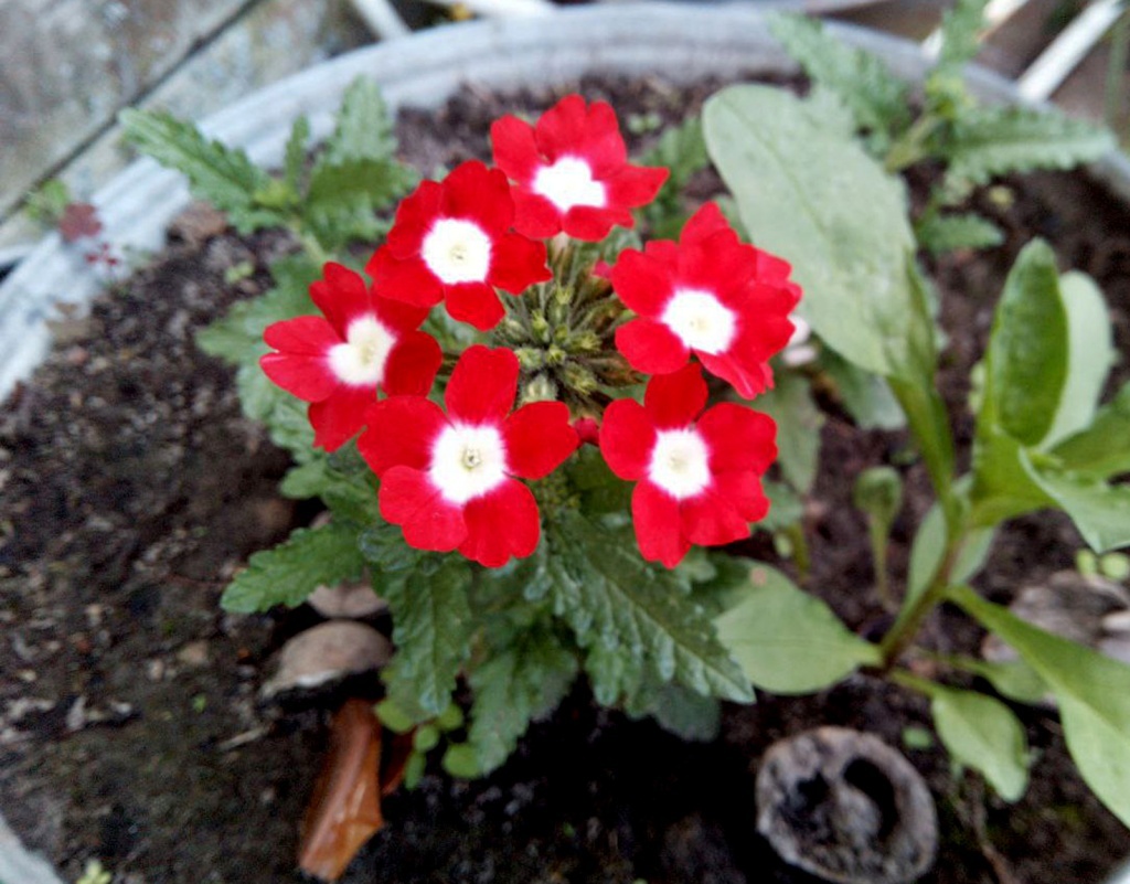  Вербена гибридная "Quartz XP Red with Eya"
