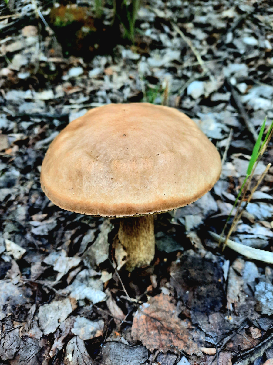 Подберезовик