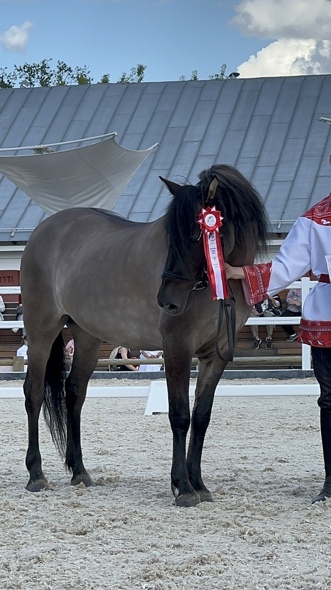 Чемпионат Вятской породы лошадей