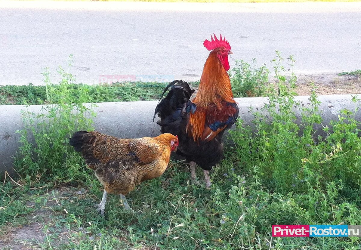 Специалисты Роскачества назвали лучшие и безопасные тушки бройлера ...