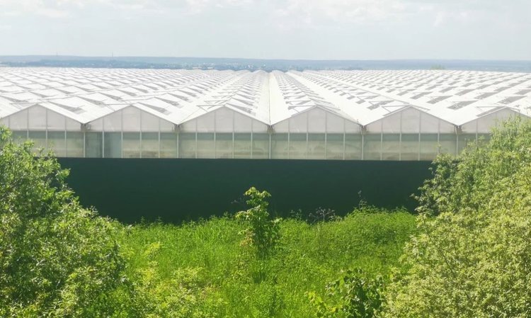    Как теплицы спасают мир от глобального потепления