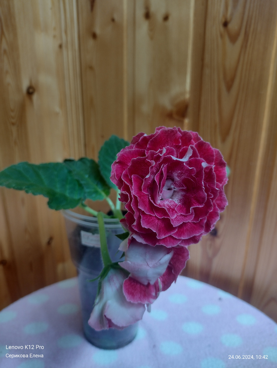 Сорт "АМИГО ЕС"