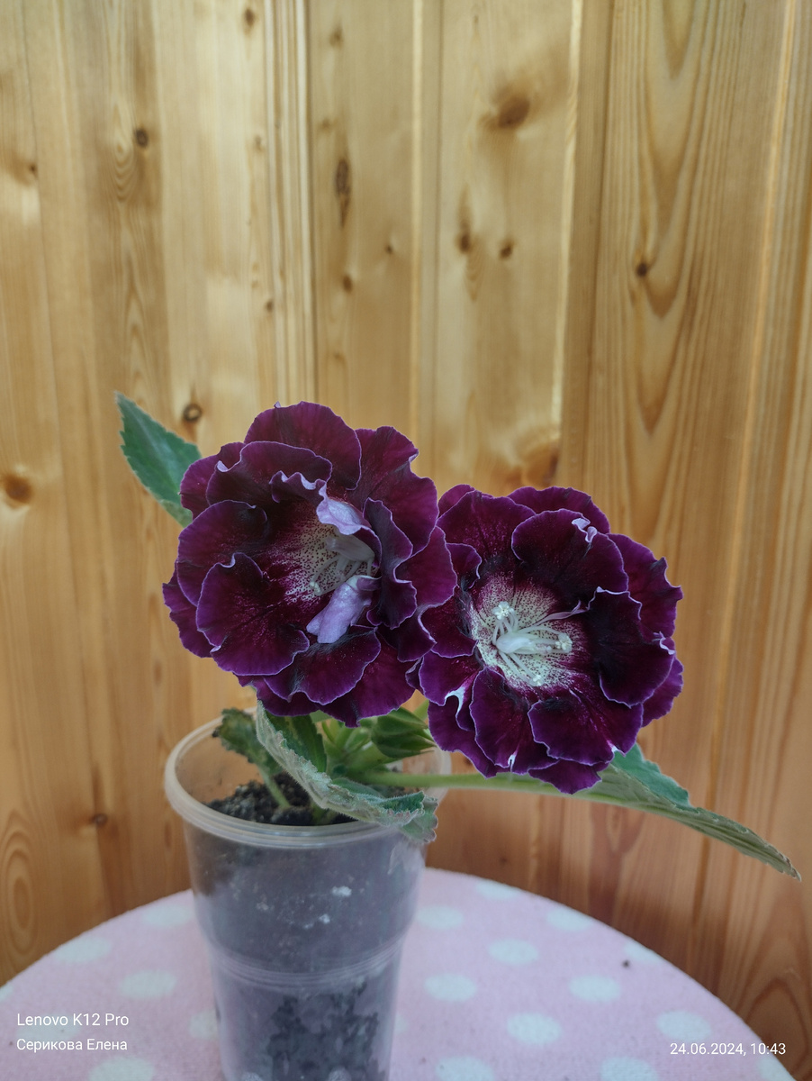 Сорт "АРАБСКИЕ НОЧИ ЕС"